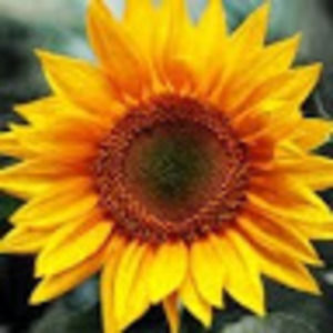 Meet your Posher, Miranda